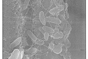 改性重鈣粉體及其利用改性重鈣粉體制備的超疏水涂料、制備方法、使用方法及其應(yīng)用