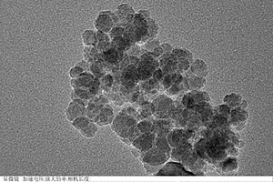 以微生物細胞分泌液為基質制備生物兼容的四氧化三鐵納米顆粒的方法及其應用