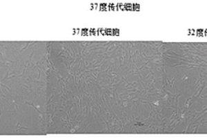 間充質(zhì)干細(xì)胞分泌提取物的用途、間充質(zhì)干細(xì)胞分泌提取物及其制備方法