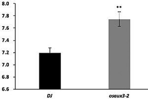 水稻OsAUX3基因在調(diào)控水稻種子粒長中的應(yīng)用