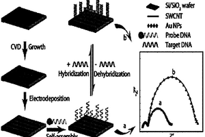 基于單壁碳納米管的超靈敏DNA生物傳感器及制備方法和應(yīng)用