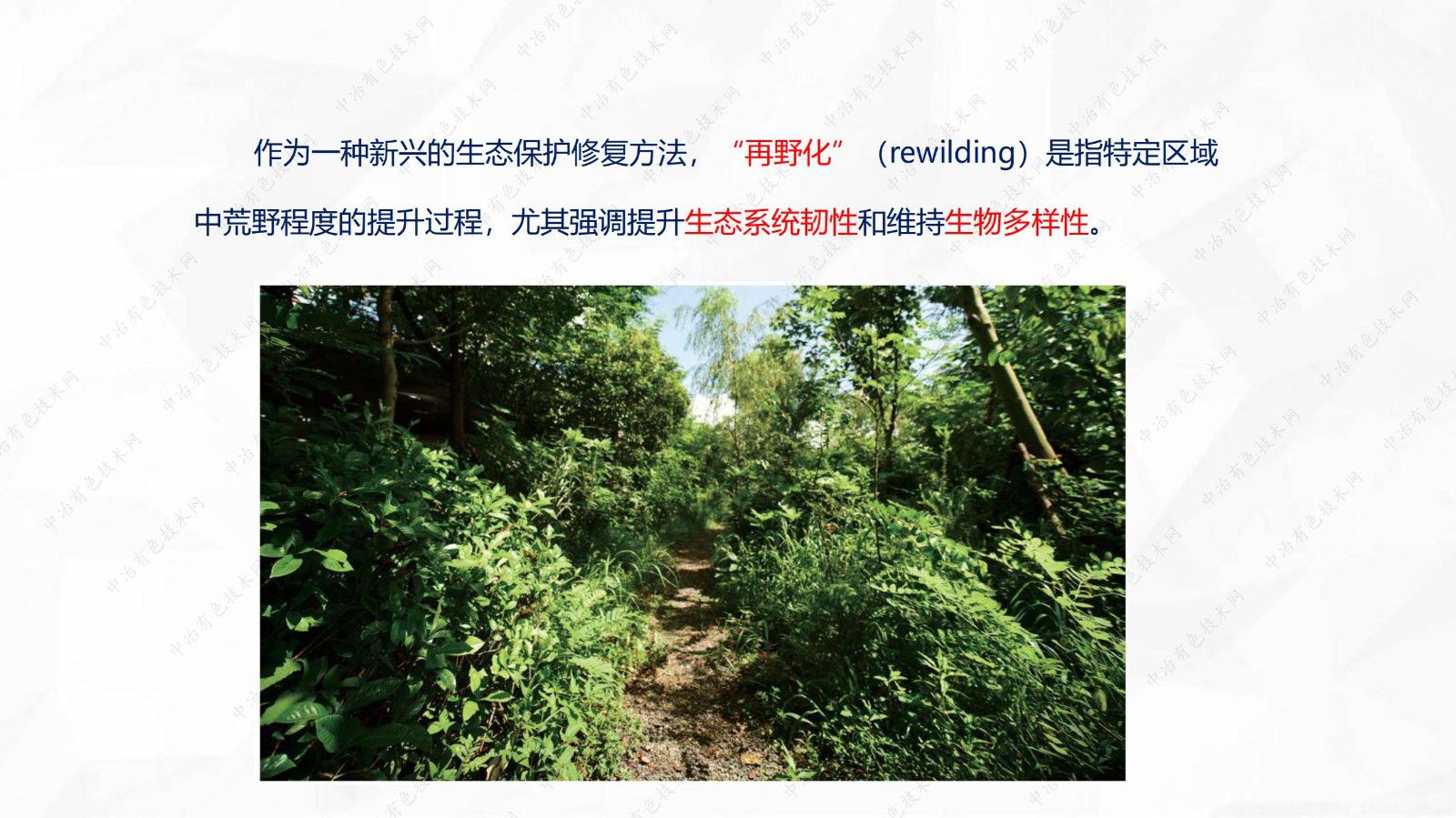 再野化背景下植被恢復的困境與解決方案創(chuàng)新